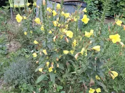 Sint Teunisbloem